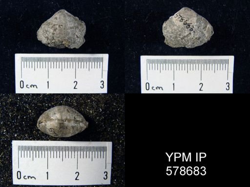 Cleiothyridina sp.