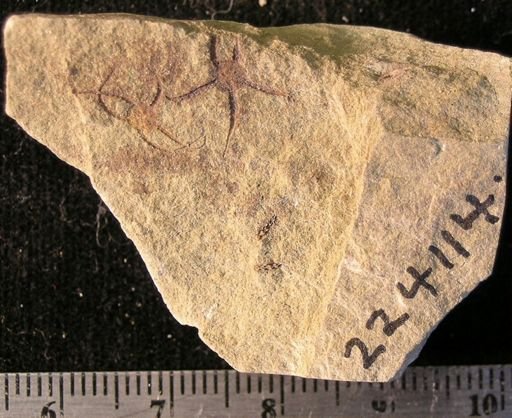 Stephanoura belgica