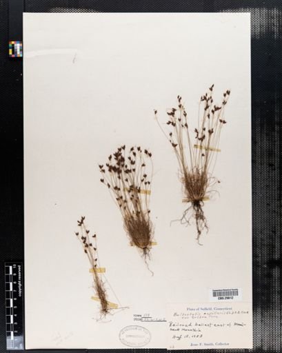 Bulbostylis capillaris