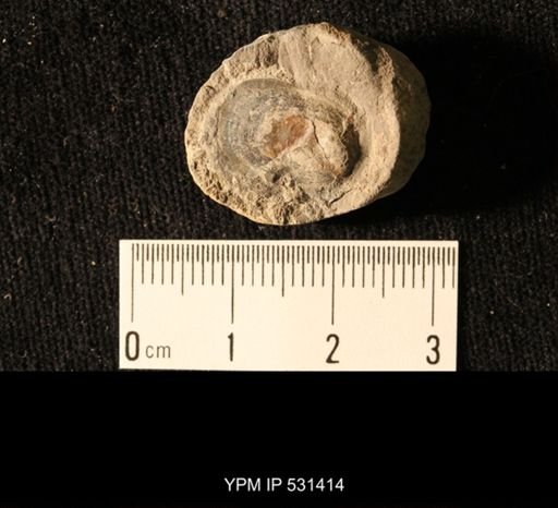 Lingula squamiformis