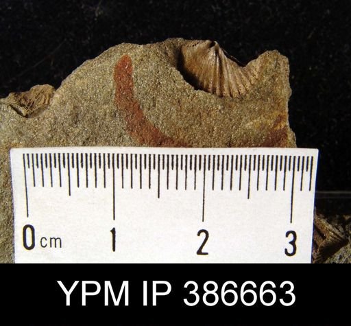 Tropidoleptus sp.