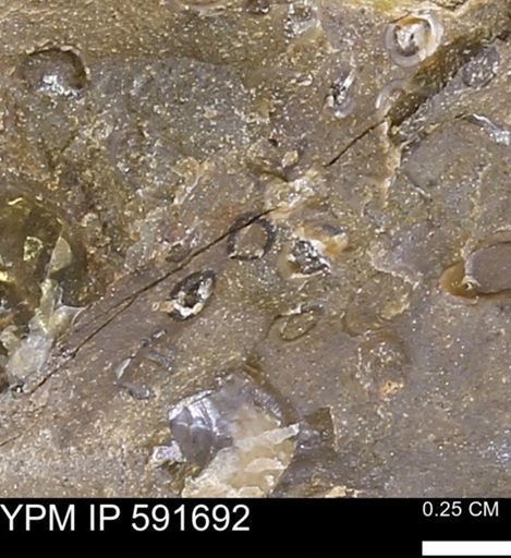 Serpulidae