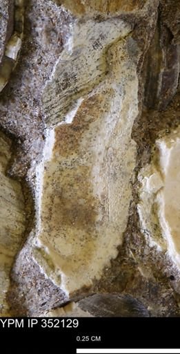 Parallelodon (Cosmetodon) sp.
