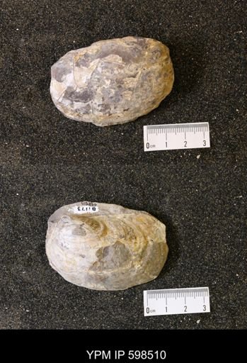 Inoceramus sp.