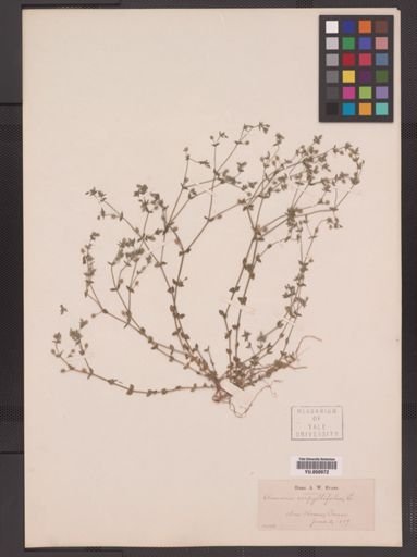 Arenaria serpyllifolia