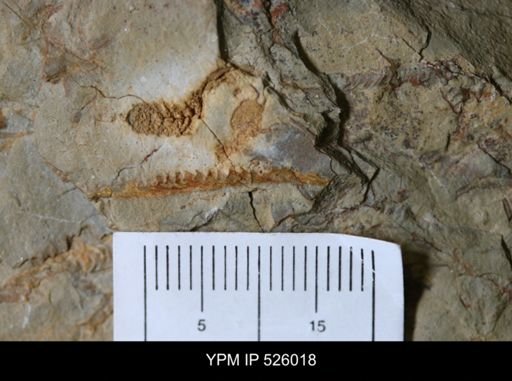 undet. Stylophora