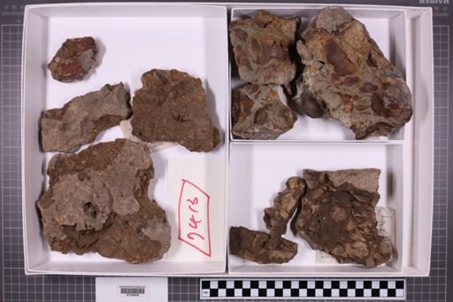 mixed taxa, stratigraphic collection