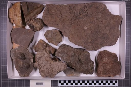 mixed taxa, stratigraphic collection