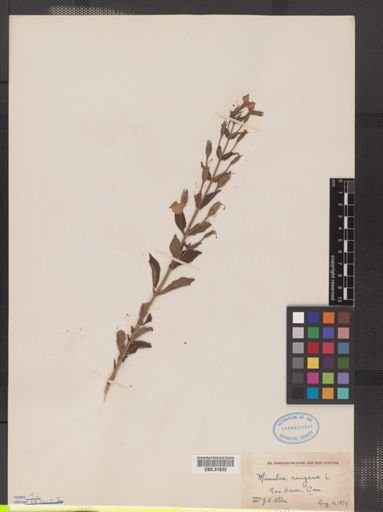 Mimulus ringens