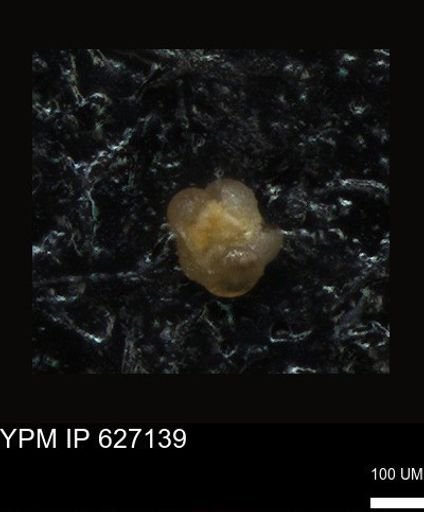 undet. Foraminiferida