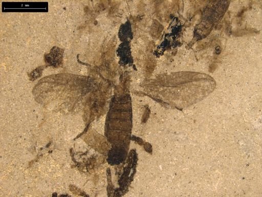 taxon undetermined
