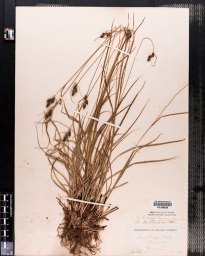 Carex caroliniana