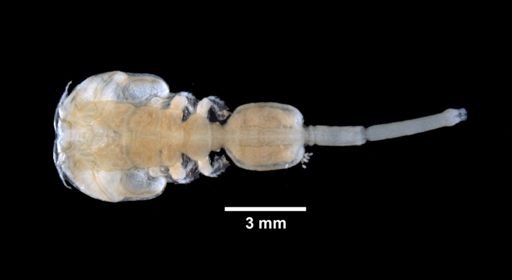 Caligus