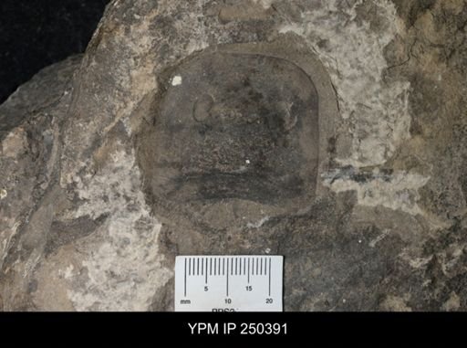 Eurypterida