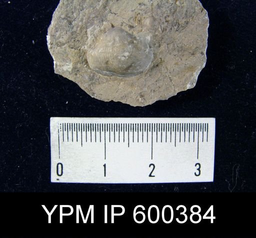 Marginifera splendens