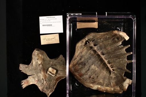Lepidochelys kempii
