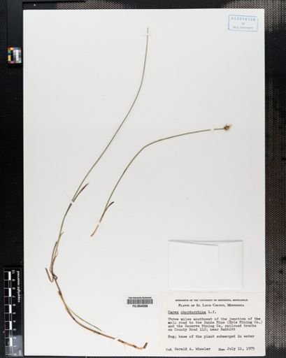 Carex chordorrhiza