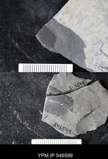 undet. Eurypterida