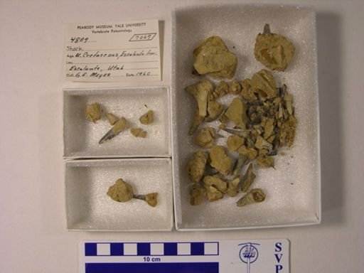 Chondrichthyes