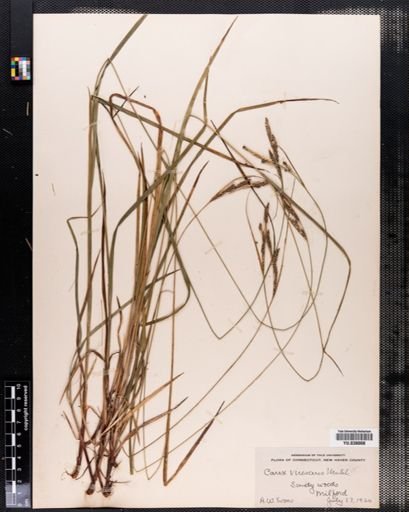 Plantae