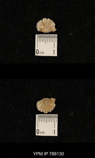 Brachiopoda
