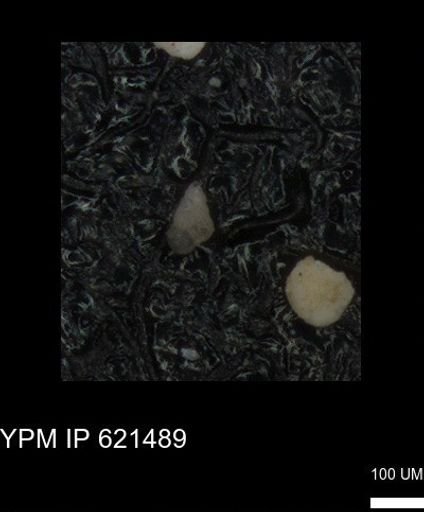 undet. Heterohelicidae