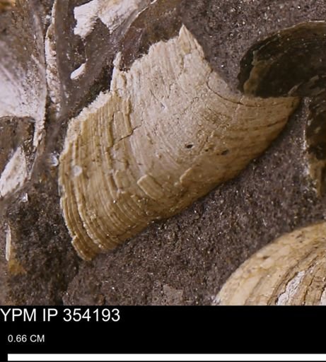 Limopsis striatopunctatus