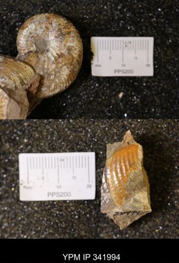 undet. Scaphitidae