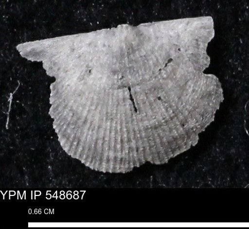 Stropheodonta perplana
