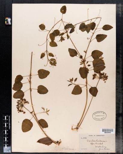 Smilax herbacea