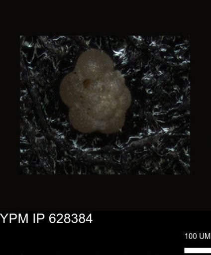 undet. Foraminiferida