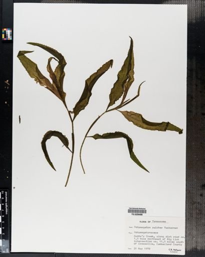 Potamogeton pulcher