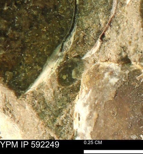 undet. Bivalvia
