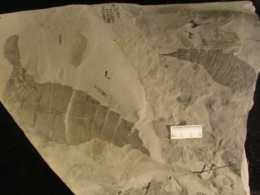 Eurypterus sp.