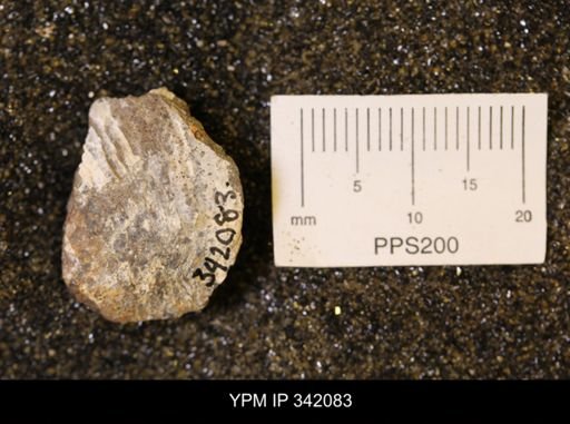 Hoploscaphites sp.