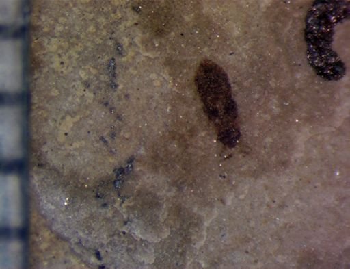 undet. Staphylinidae