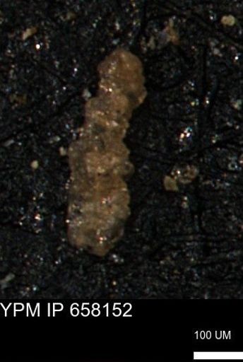 undet. Foraminiferida