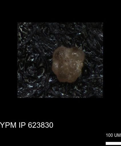 undet. Foraminiferida