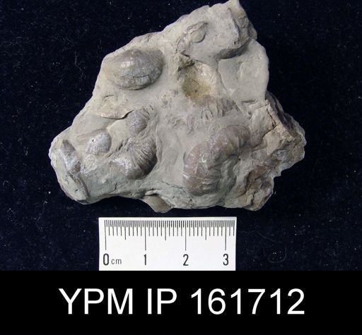 Plectambonites sericeus