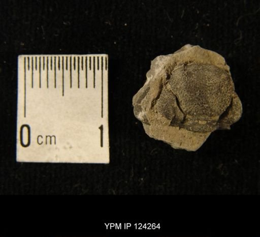 Phacops rana
