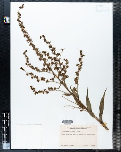 Veratrum viride