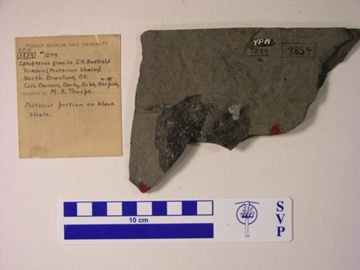 Redfieldia gracilis