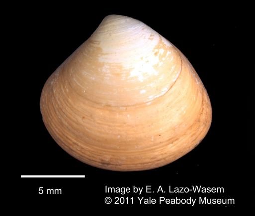 Transennella stimpsoni