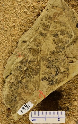 Pecopteris sp.