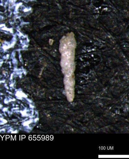 Verneuilinoides kansasensis