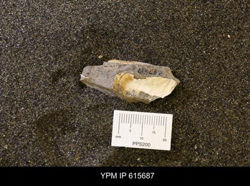 undet. Bivalvia