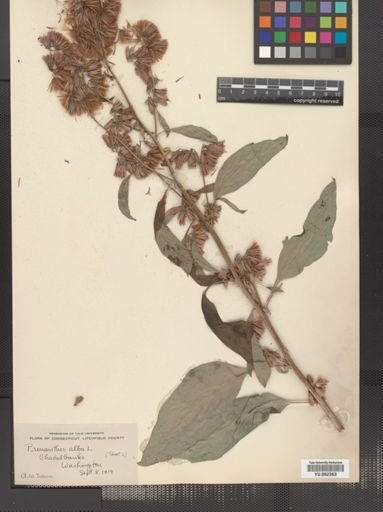 Prenanthes alba