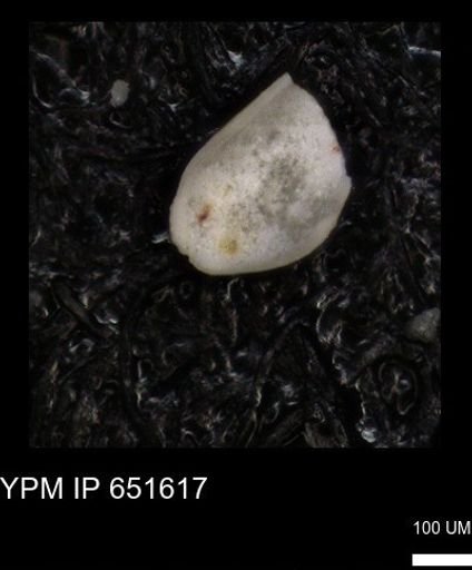 undet. Ostracoda