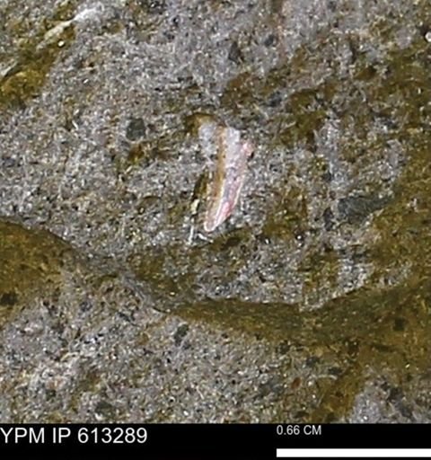 Scaphites sp.
