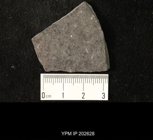 Viriatellina fuchsi